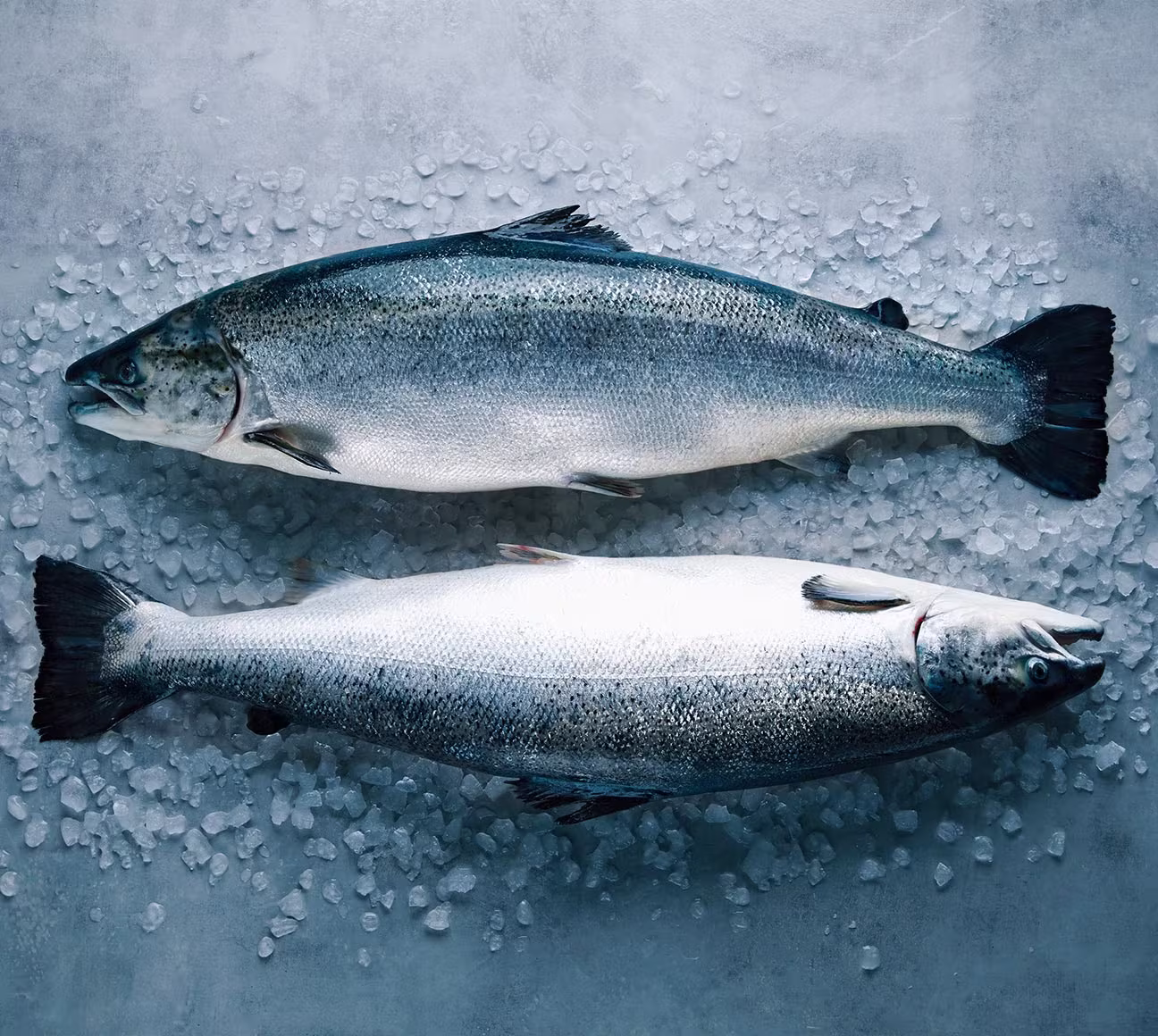 ปลาแซลมอน