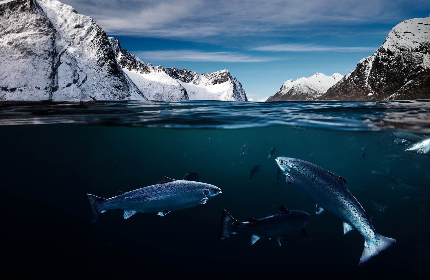 แซลมอนนอร์เวย์ - ความสมบูรณ์แบบที่ลงตัว
